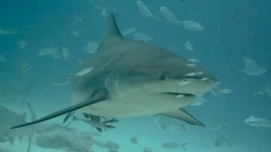 Foto: Cortesía Desmitificando Tiburones