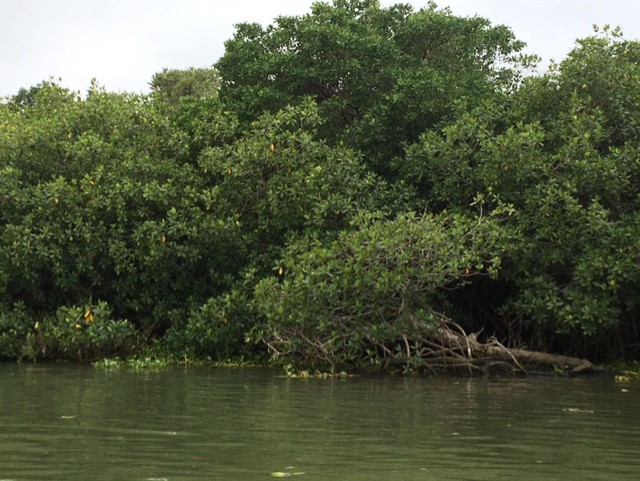 Pie de foto: Los manglares sirven como barreras de protección contra huracanes