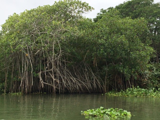 Pie de Foto: Arbustos leñosos de manglar