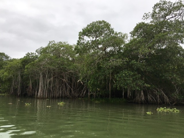 Pie de foto: vista panorámica del manglar de Tecolutla, Veracruz.