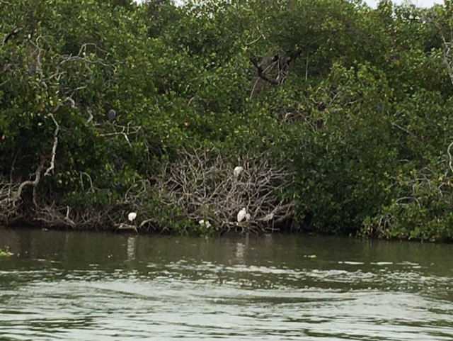 Pie de Foto: Aves migratorias reposan en los manglares antes de continuar su vuelo.