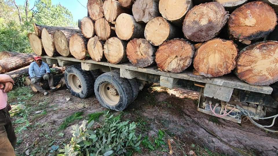 Pie de foto: Camión cargado con madera de los bosques.