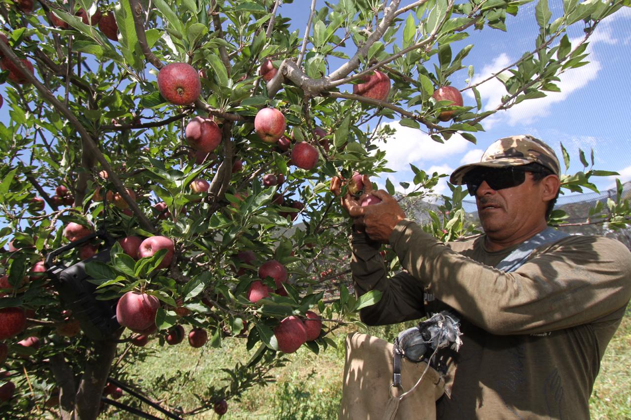 Pie de foto: Cultivo de manzana en Chihuahua