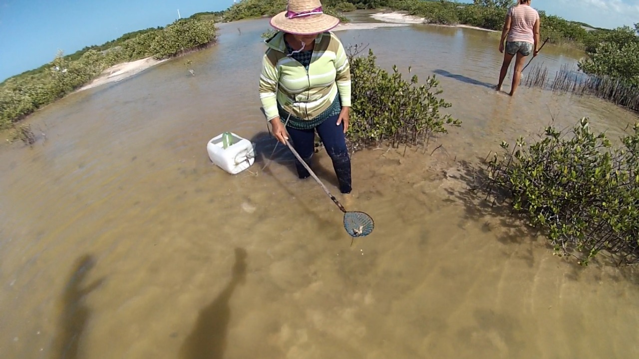 Pie de foto: Mayri emplea bidones en la pesca del caracol chivita