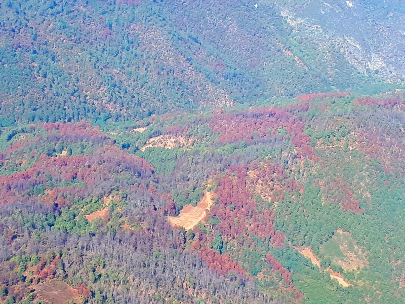 Pie de foto: Bosque dañado por plaga de descortezadores en la Sierra Sur de Oaxaca 
