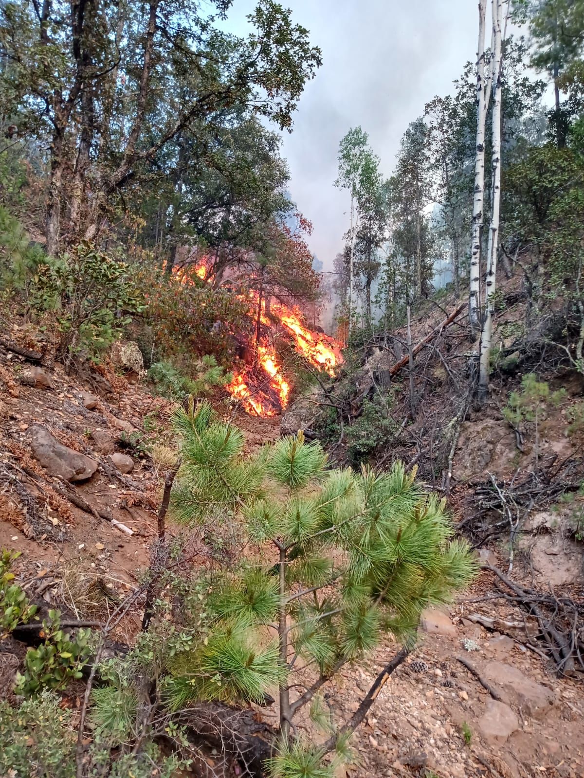 Pie de foto: El fuego continúa propagándose en bosques de Chihuahua.