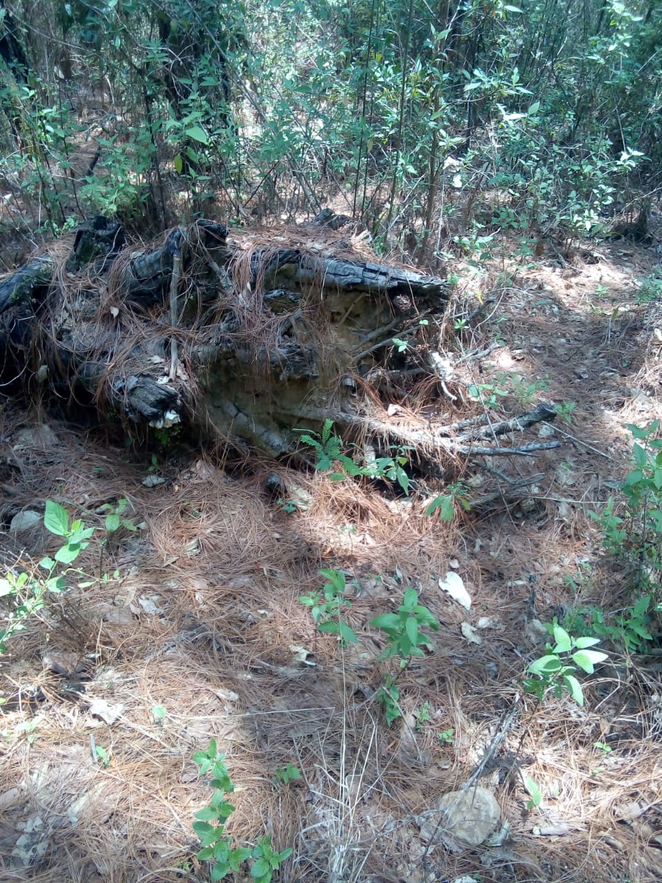 Pie de foto: La Conanp evidenció el daño en la superficie forestal.