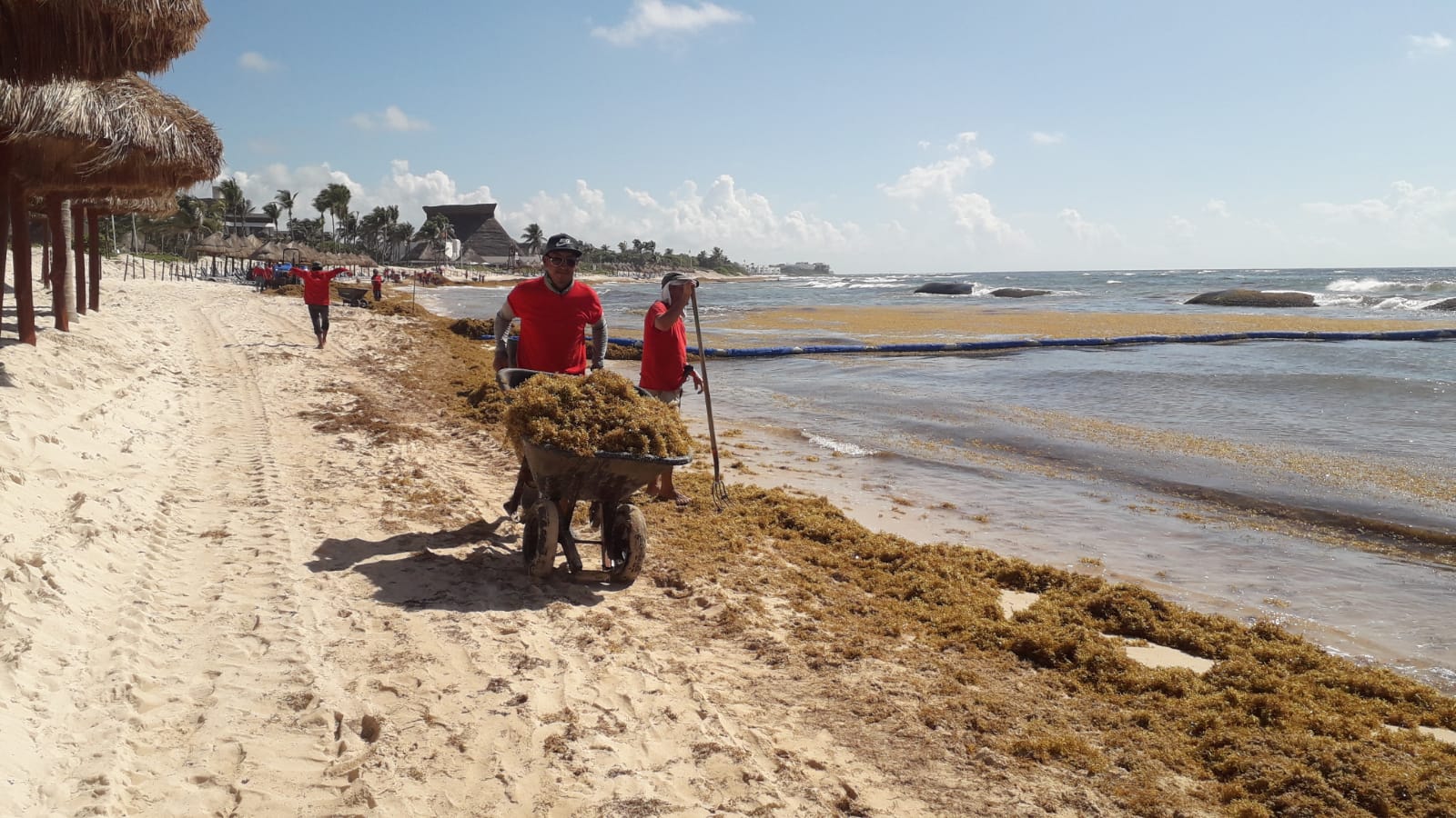 Pie de foto: Cuadrillas de trabajadores recolectando el sargazo en playa.