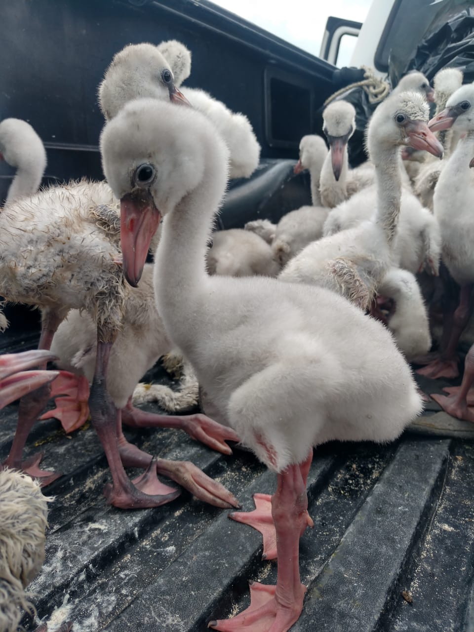 Pie de foto: polluelos de flamencos nacidos en Ría Lagartos.