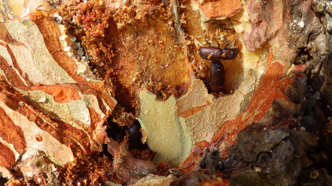 Pie de foto: Invasión del insecto descortezador al tronco de los pinos.
