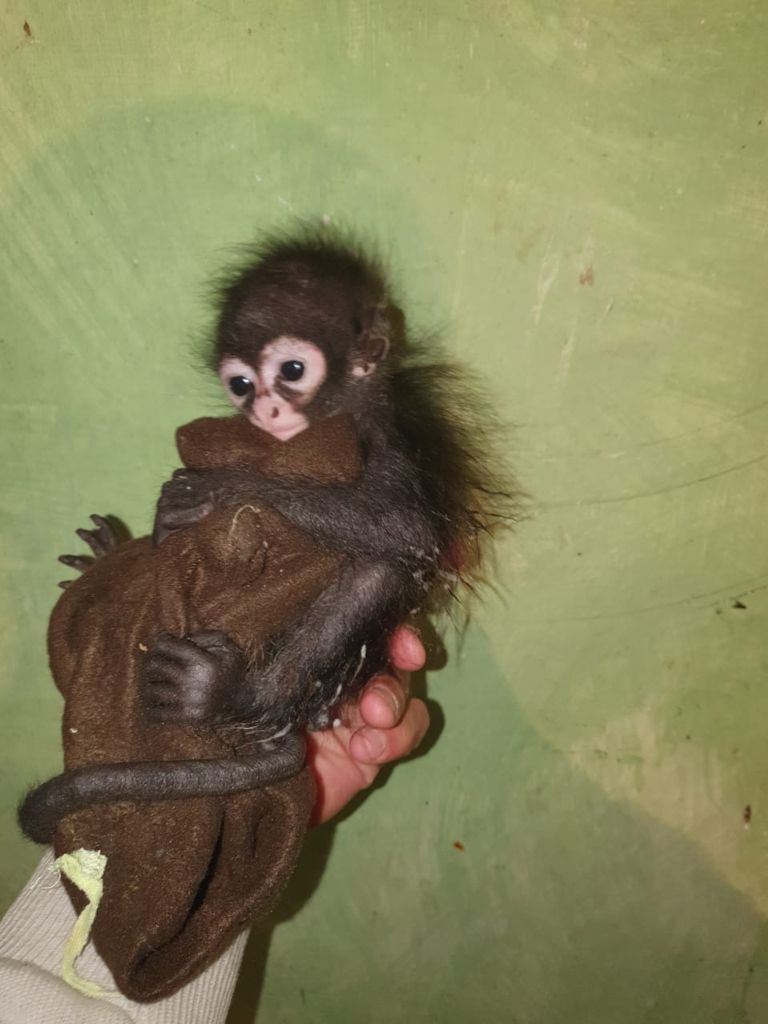 Foto: Cortesía AZCARM| Bebés monos son ofertados en el norte del país.