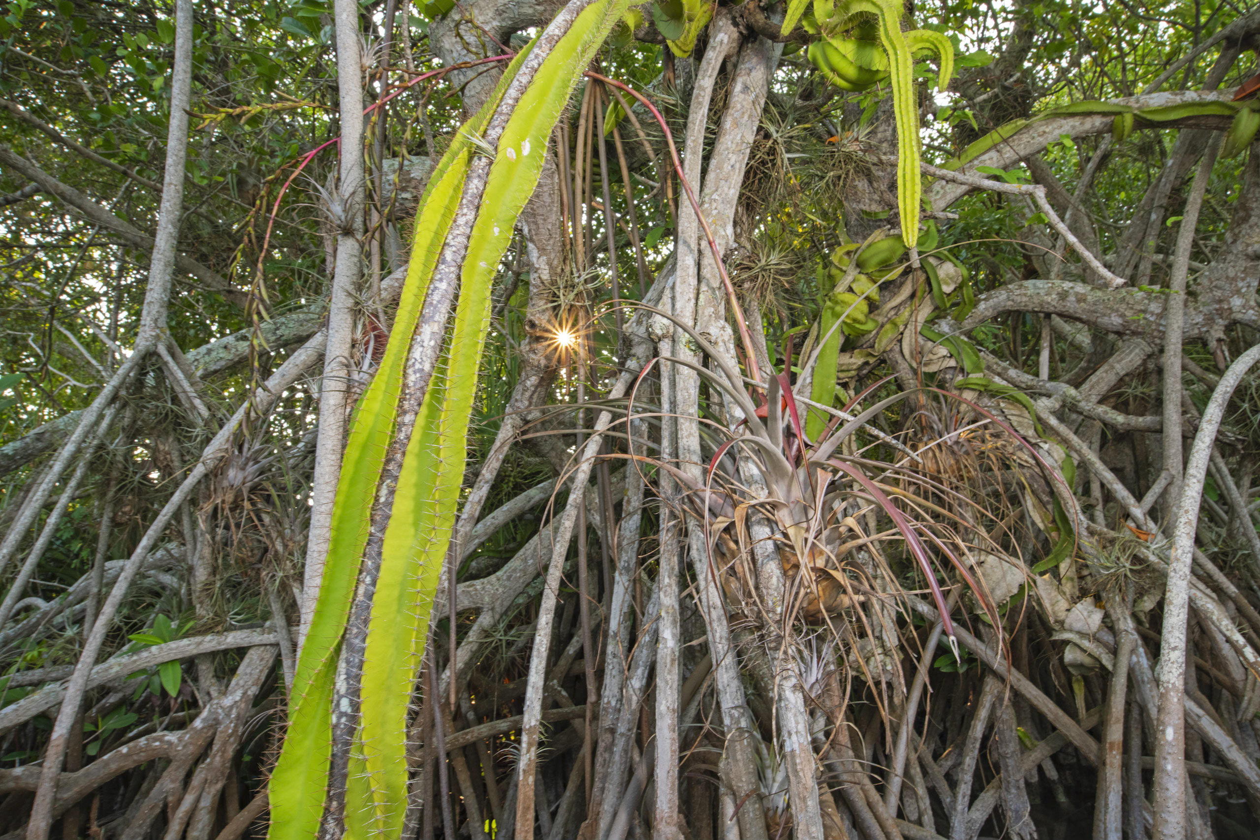 Pie de foto: Un alto mangle rojo provee hábitat para varias especies de orquídeas y cactáceas. Crédito Octavio Aburto