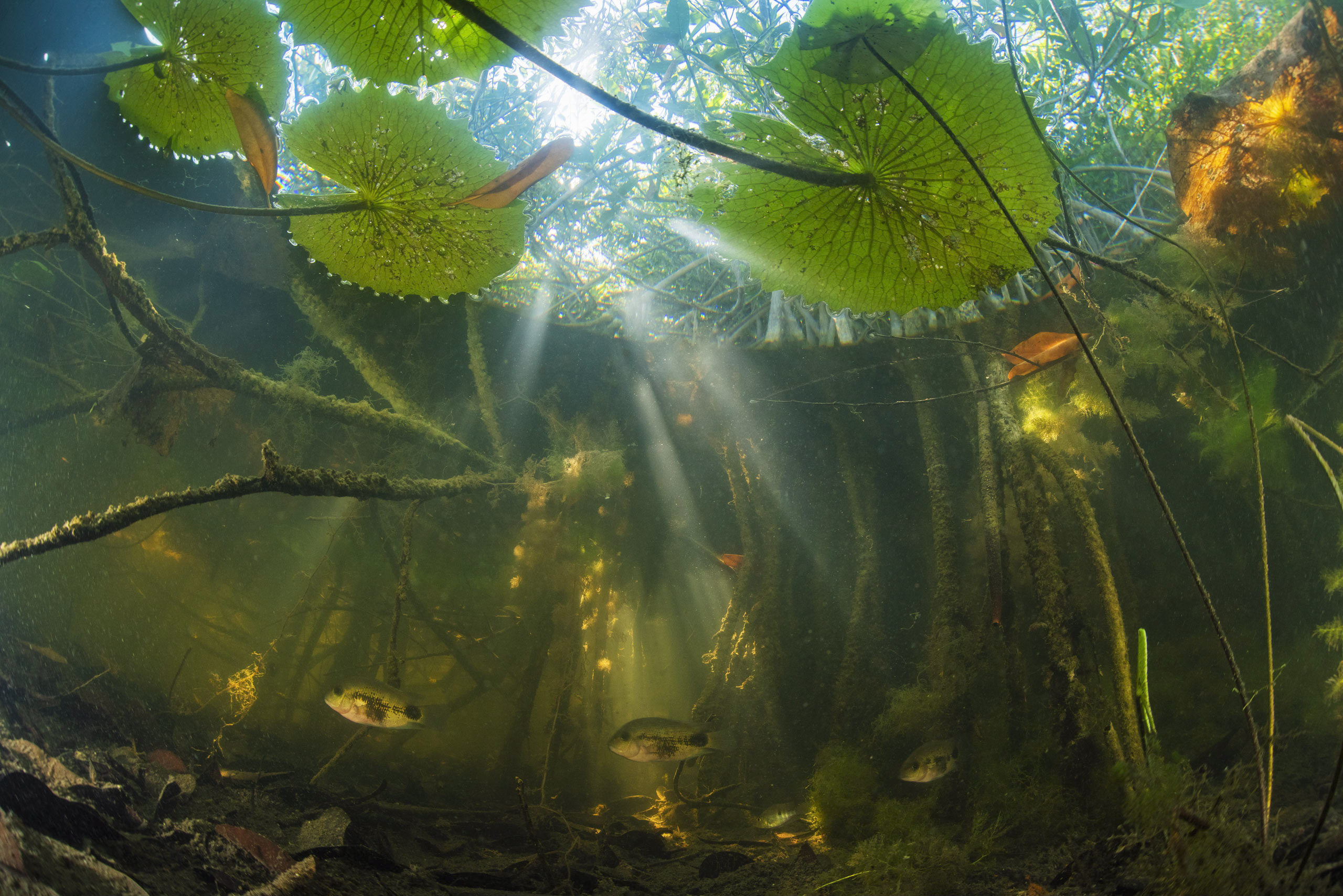Pie de foto: La vida acuática del río San Pedro encuentra refugio en las raíces sumergidas de los bosques de mangle rojos. Crédito: Octavio Aburto