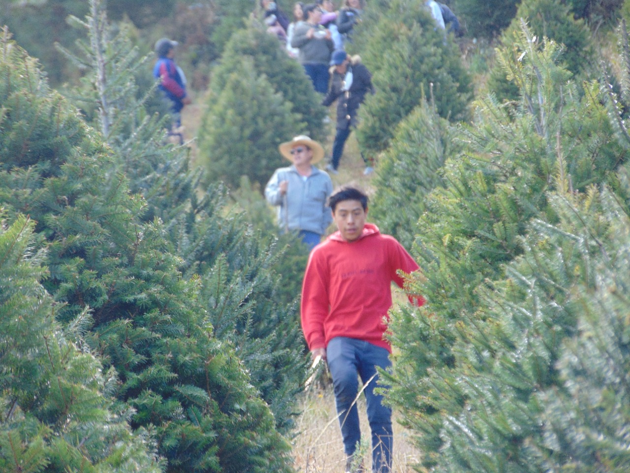 Pie de foto: 30 mil árboles navideños se pusieron en venta este 2021.