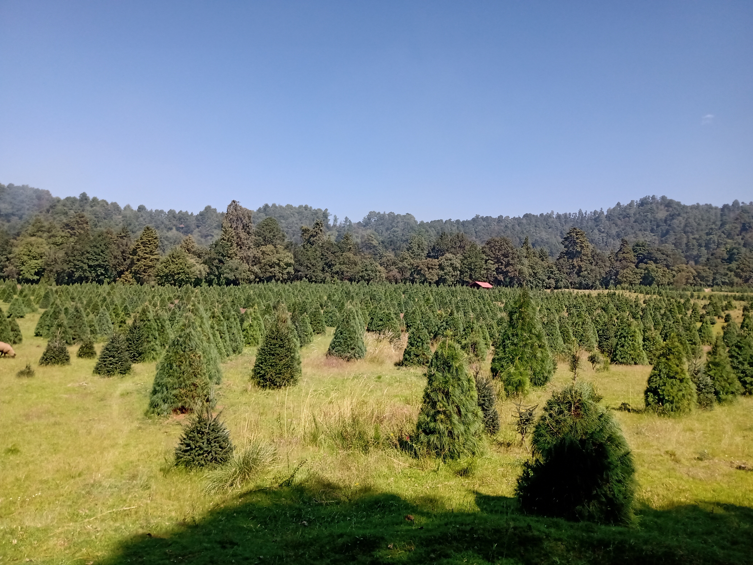 Pie de foto: plantaciones de árboles de navidad en ranchos silvícolas.