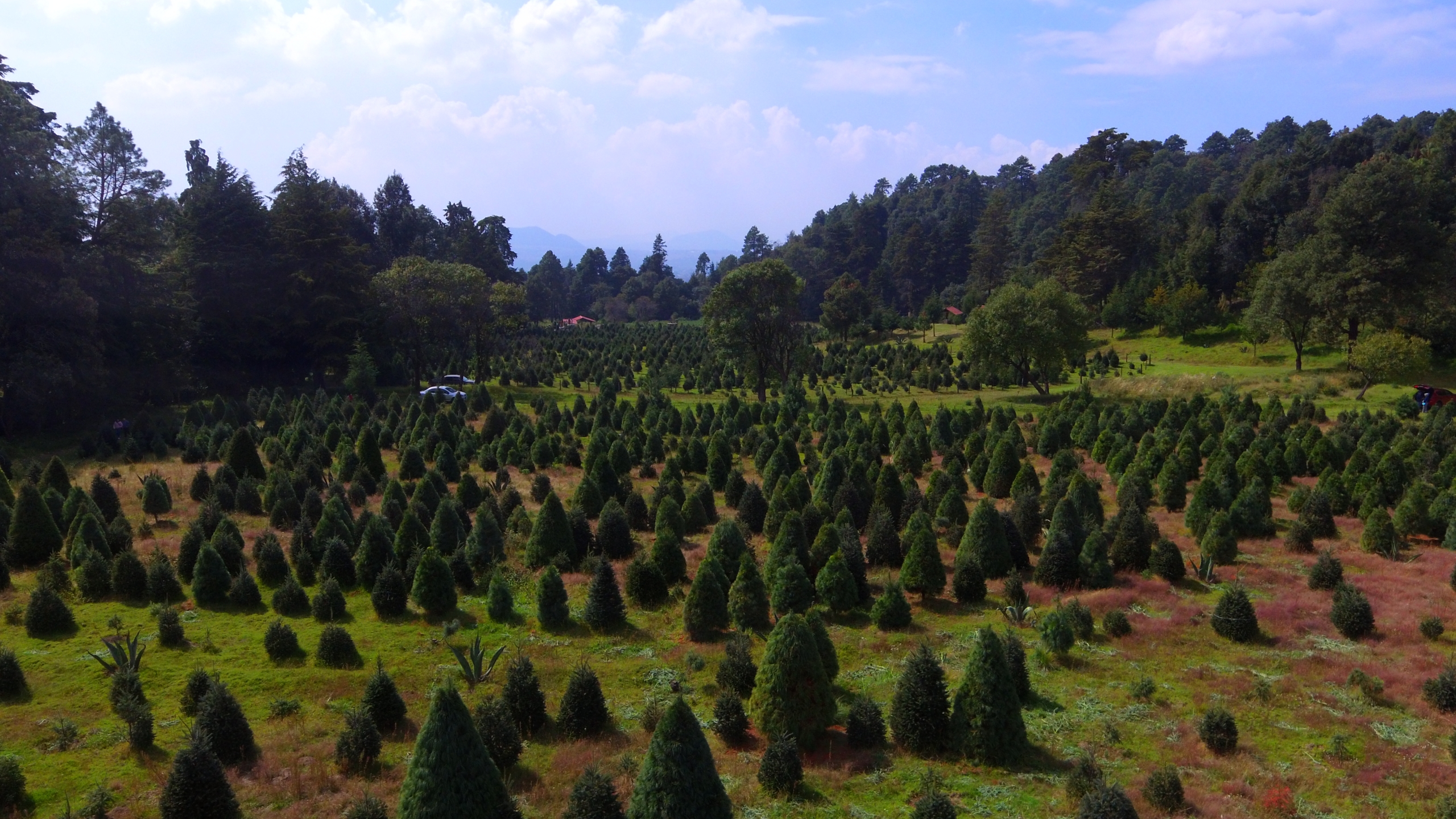 Pie de foto: Conafor procura incentivar las plantaciones de árboles de navidad.