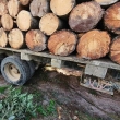 Así se trafica madera en México: confesiones de un inspector de PROFEPA