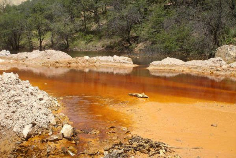 Pie de foto: Animales que murieron por contaminación del río Sonora.