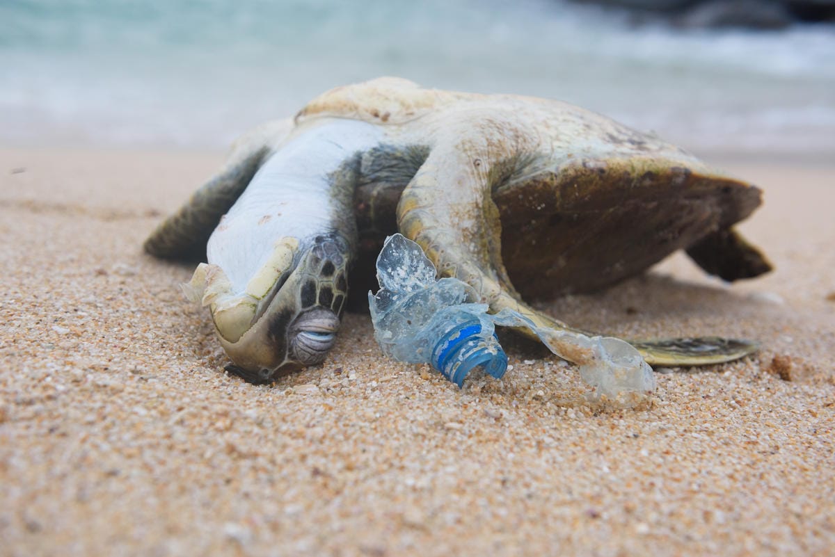 Pie de foto: una tortuga muerta junto a un residuo plástico Crédito: WWF