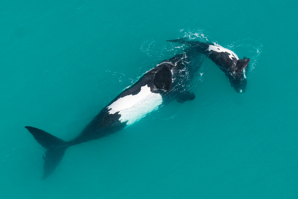 Pie de foto: Las ballenas trazan sus rutas migratorias. Crédito: WWF