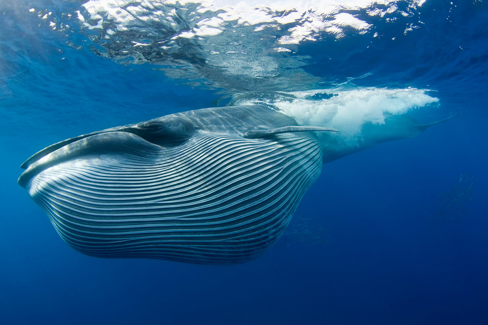 Pie de foto: Una ballena emprende su ruta migratoria. Crédito: WWF
