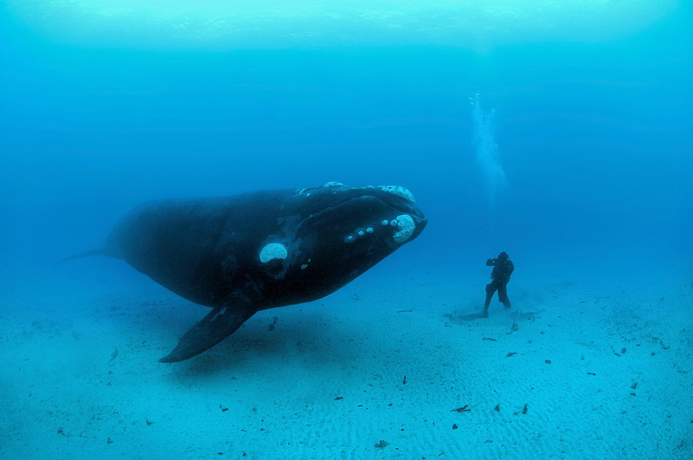 Pie de foto: Las ballenas tienen un gran valor en el ecosistema marino. Crédito: WWF
