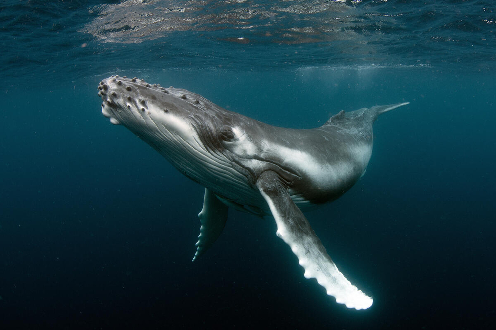 Pie de foto: Las ballenas enfrentan peligros en su migración. Crédito: WWF