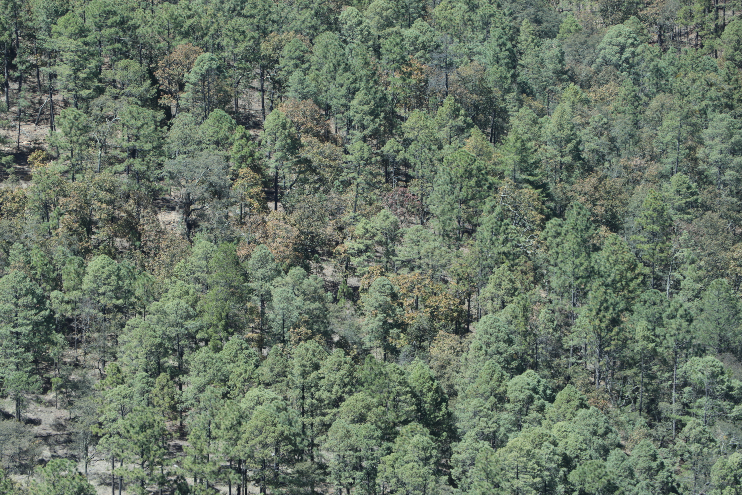 Pie de foto: El bosque de Durango es uno de los más valiosos recursos forestales del país, Crédito: Evlyn.Online