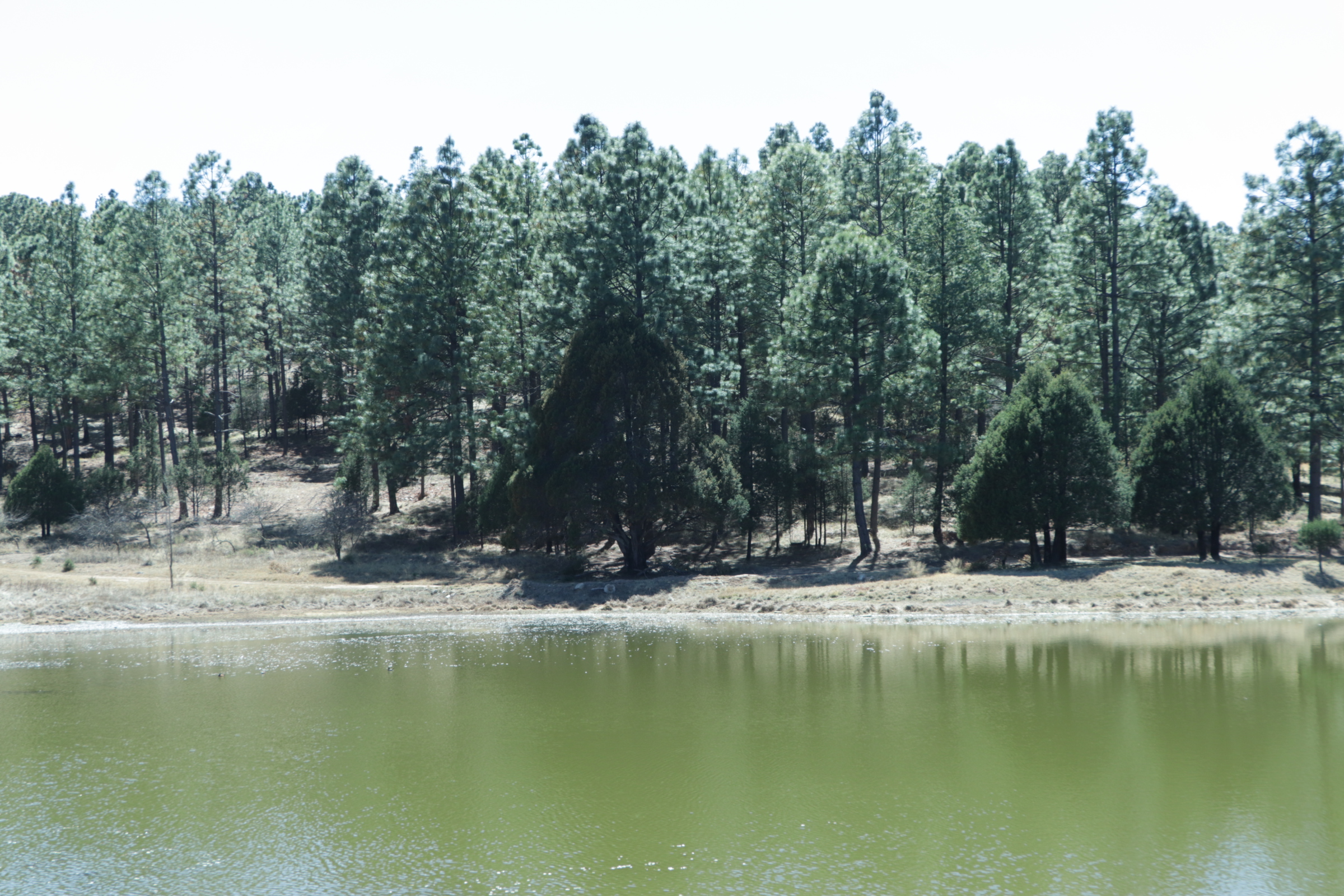 Pie de foto: El bosque de Durango también abastece de agua a Sinaloa, Nayarit y la región de La Laguna. Crédito: Evlyn.Online