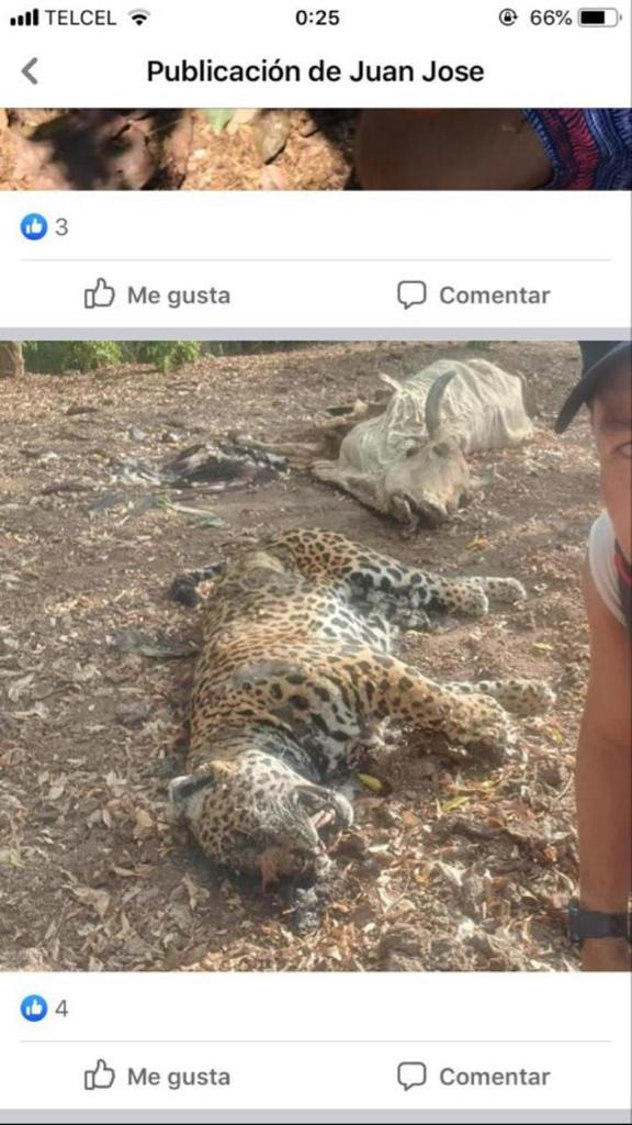 Pie de foto: Las redes sociales se emplean para exhibir el sacrificio del jaguar. Crédito: Alianza Jaguar A.C.