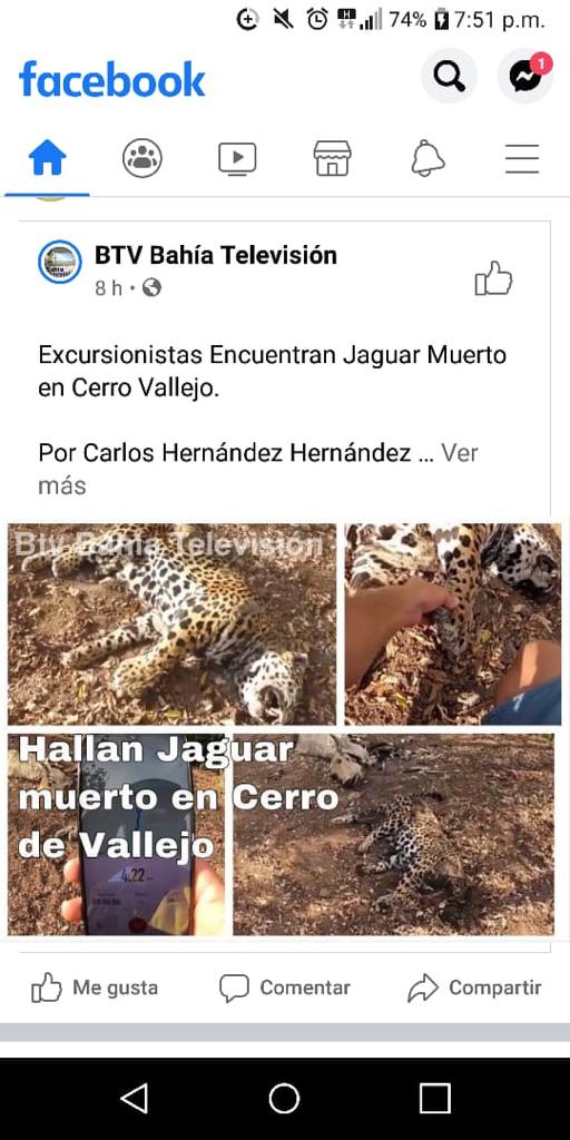 Pie de foto: En redes sociales se alerta de la muerte de un jaguar. Crédito: Alianza Jaguar A.C.