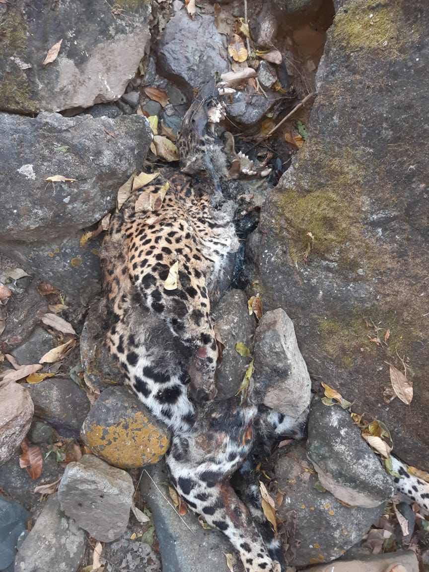 Pie de foto: El hallazgo de un jaguar muerto fue reportado a la Alianza Jaguar A.C. Crédito: Alianza Jaguar A.C.