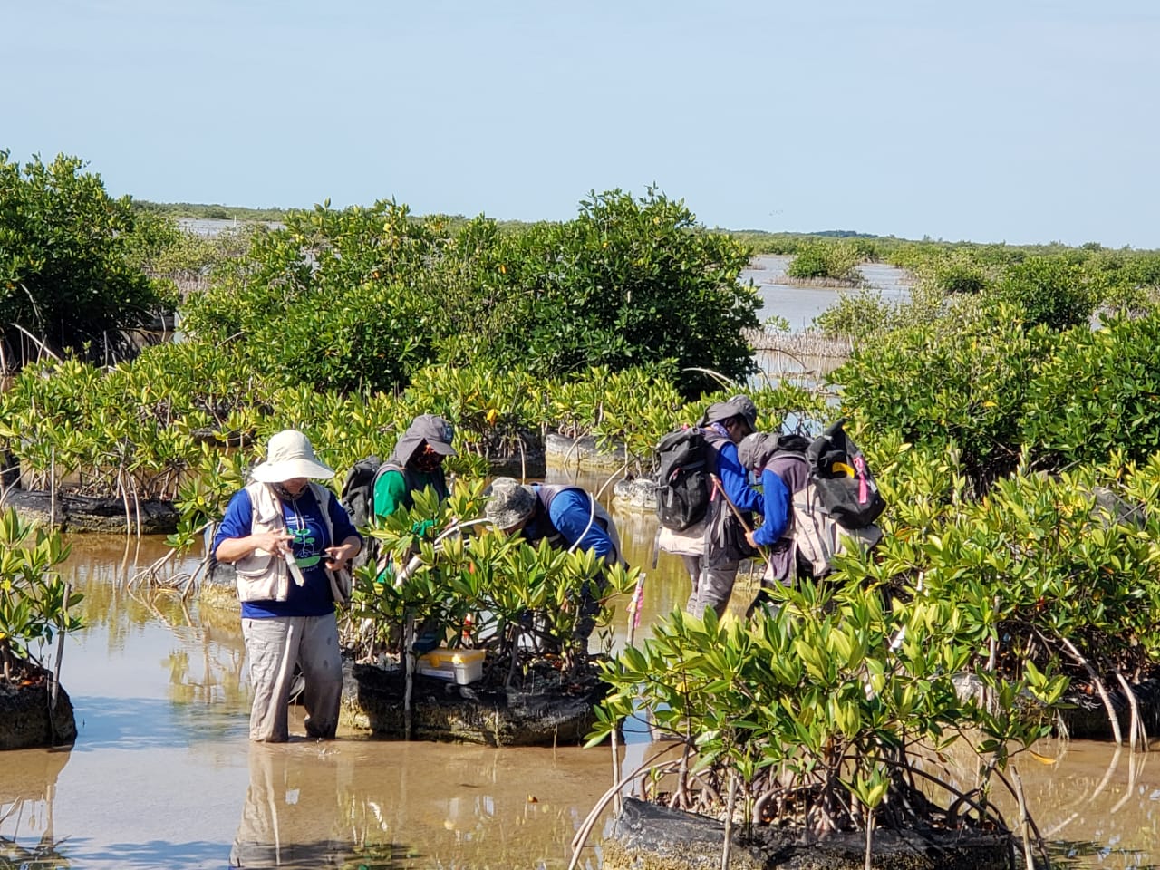 Pie de foto: Claudia liderando una restauración de manglar. Crédito: Foto Especial