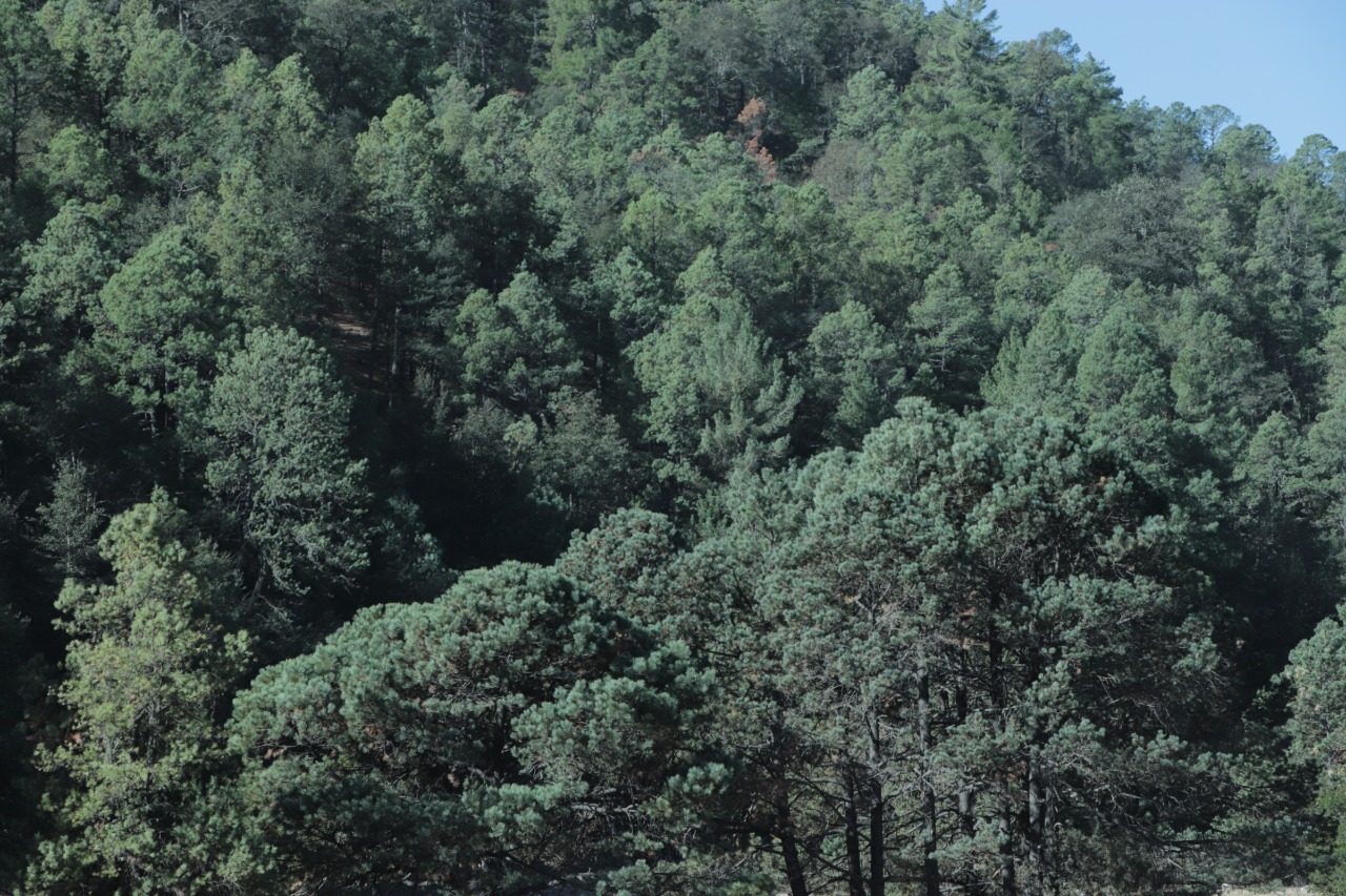 Pie de foto: El pino es una de las especies más demandadas en Durango. Crédito: Evlyn.Online
