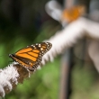 Aumenta 35 % presencia de mariposas Monarca