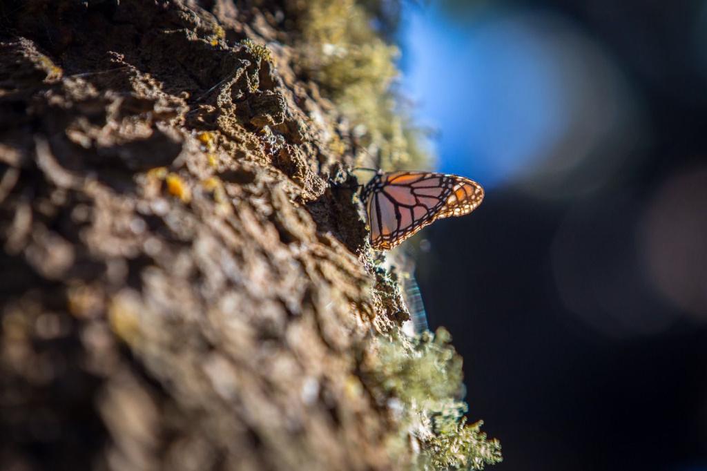 Pie de foto: Mariposa Monarca reposando sobre el tronco de un árbol. Crédito: Alianza WWF-Fundación Telmex-Telcel