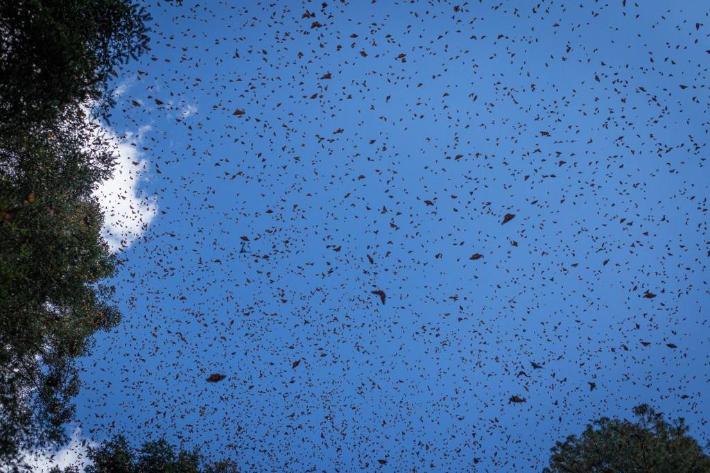 Pie de foto: Miles de mariposas Monarca sobrevuelan los bosques. Crédito: Alianza Fundación WWF-Telmex-Telcel