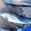 Mueren 33 delfines en La Paz, Baja California.
