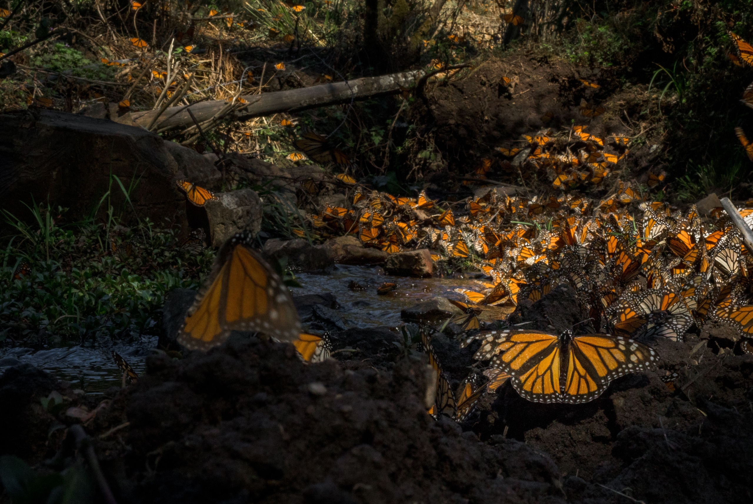 Pie de foto: Llegada de las mariposas Monarca a los santuarios mexicanos. Crédito: Alianza WWF-Fundación Telmex-Telcel