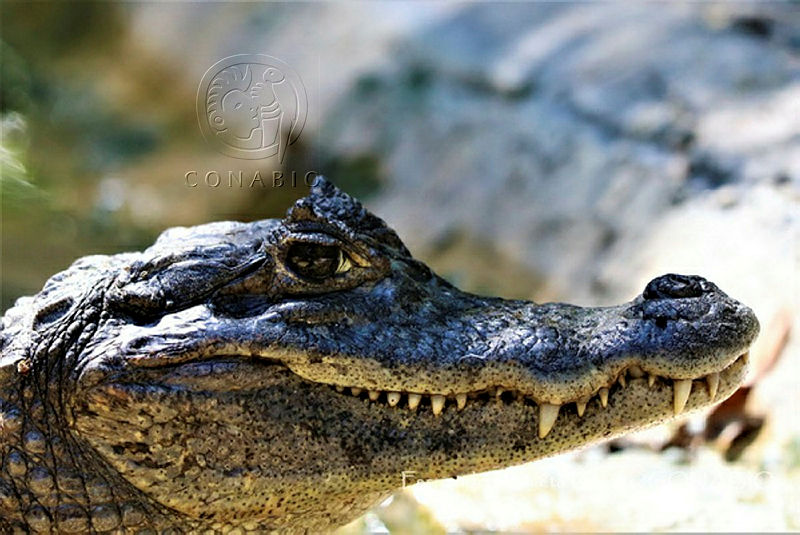 Pie de foto: Caiman crocodylus   Crédito: Conabio