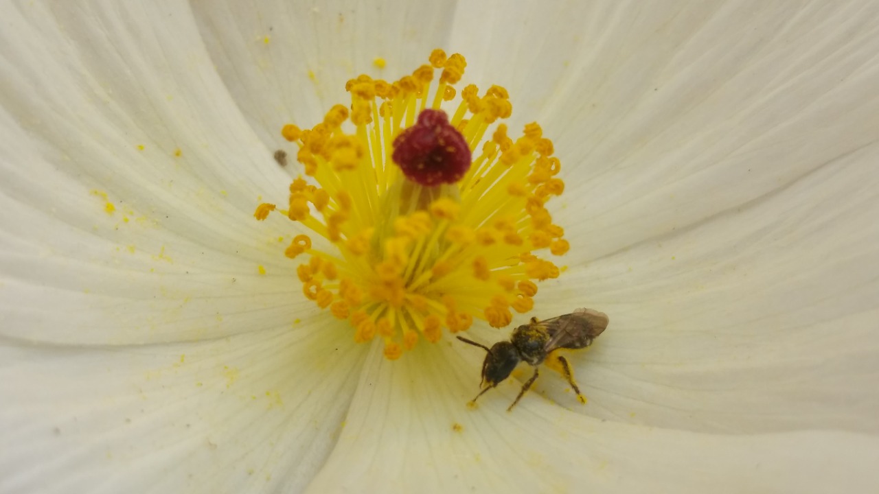Pie de foto: abeja perdita de ocho puntos es de las especies nativas más pequeñas. Crédito: Liliana Ramírez Freire 