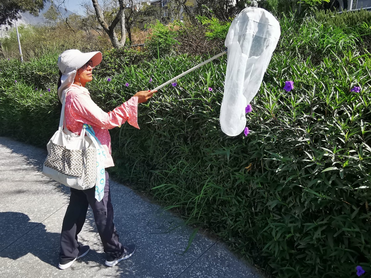 Pie de foto: La bióloga Liliana Ramírez Freire en trabajo de campo observando abejas.