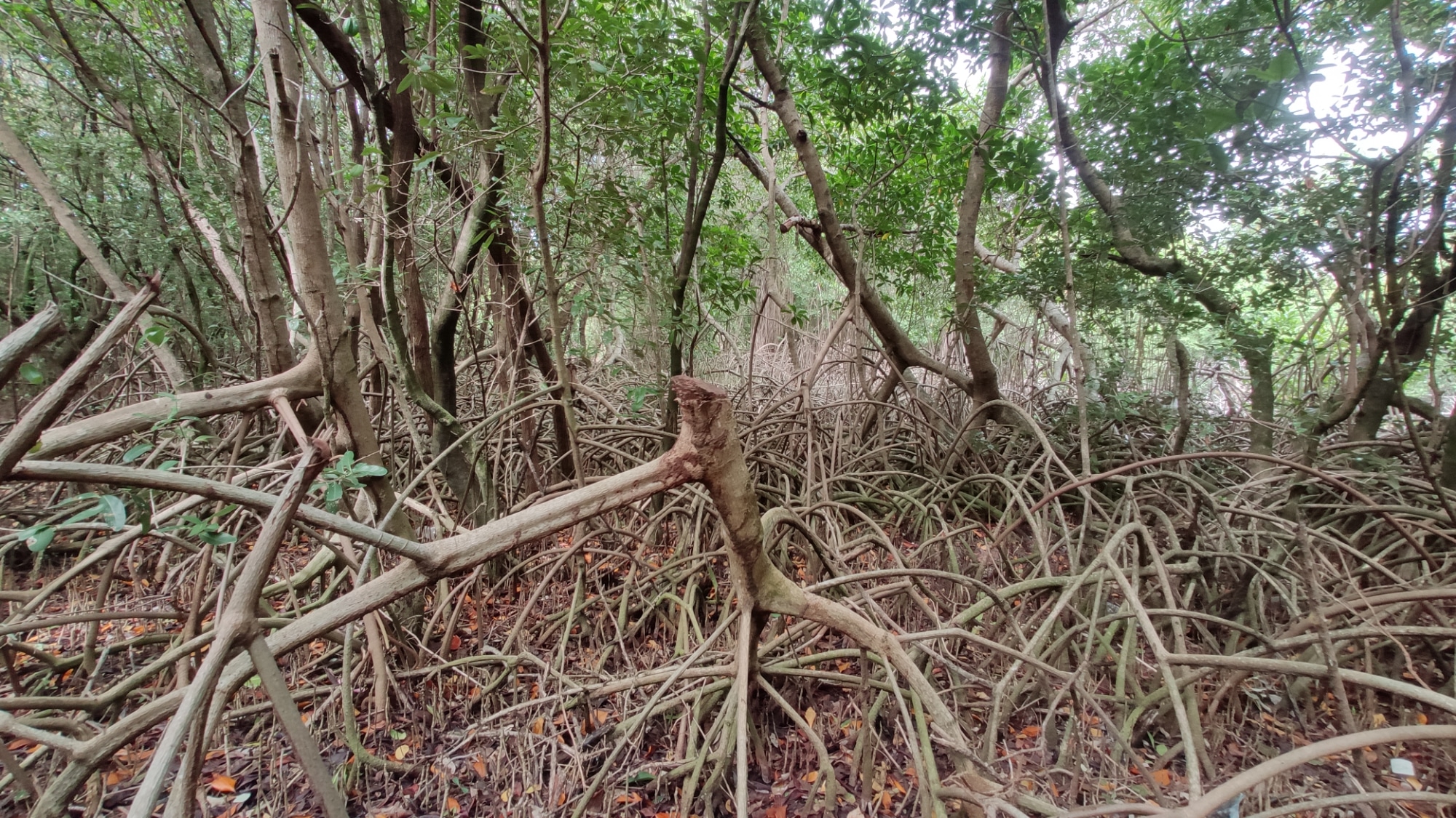 Pie de foto: La tala de manglares prolifera en la Reserva. Crédito: Especial