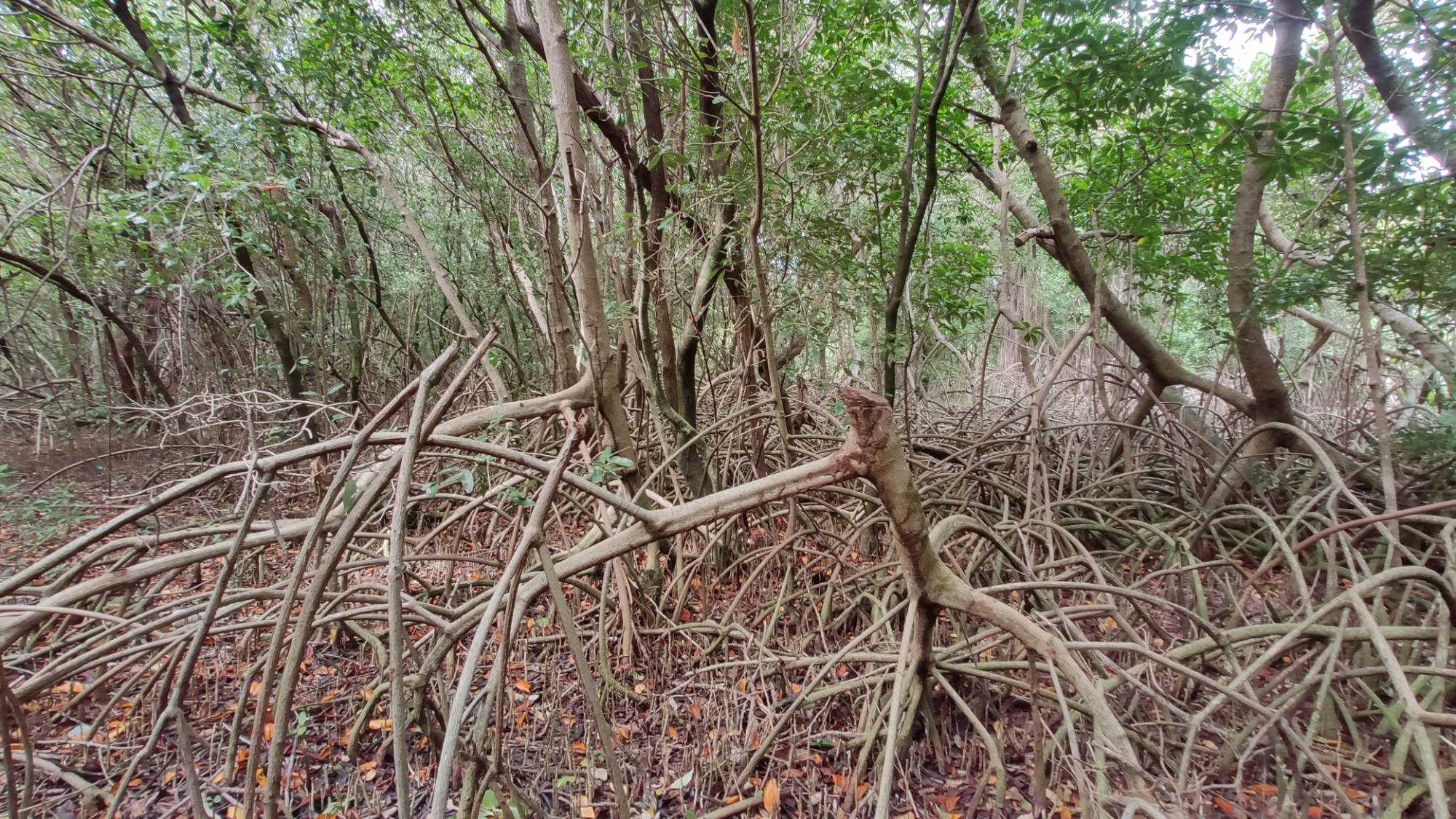 Pie de foto: Troncos de manglar talados. Crédito: Especial