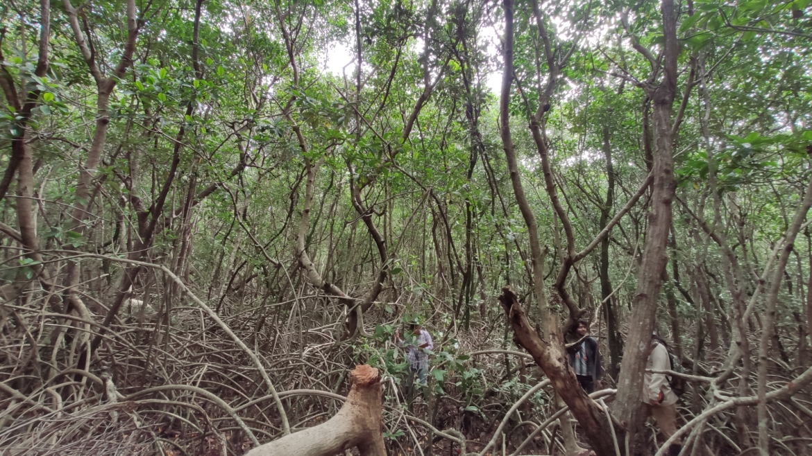 Talan manglar en Jardín Botánico de la Unacar - Evlyn Online