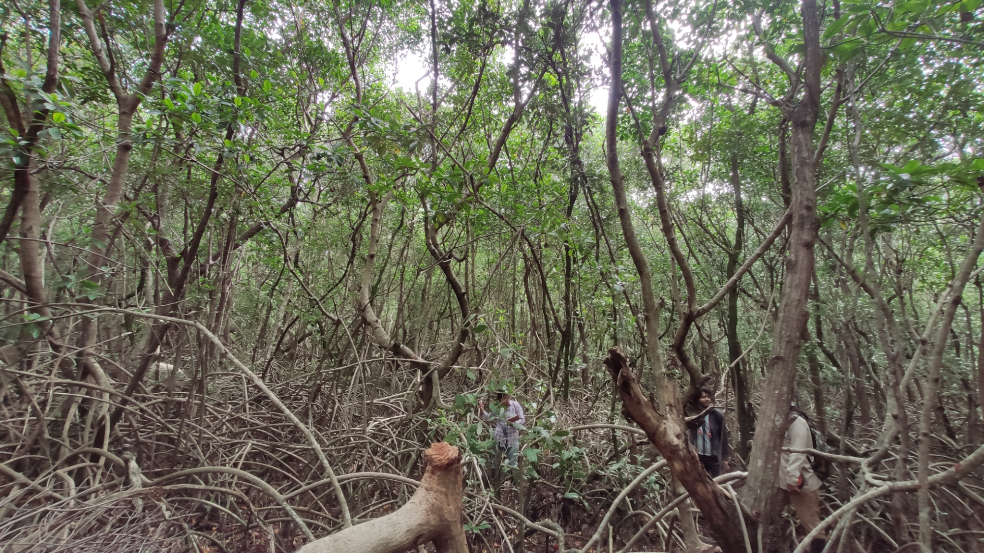 Pie de foto: Troncos de manglar talados en la Reserva. Crédito: Especial