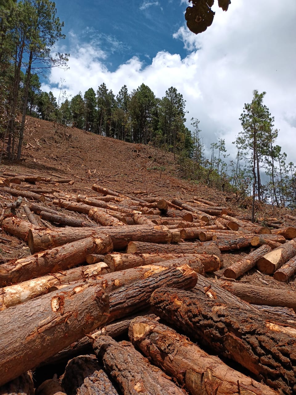 Pie de foto: Trozos de madera derribados por taladores ilegales. Crédito: Cortesía