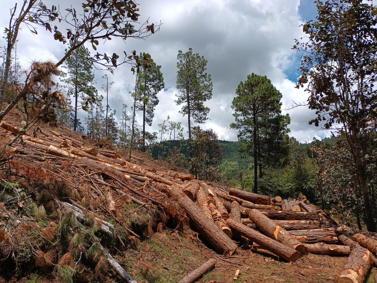 Pie de foto: Desmonte de árboles de pino en San Cristóbal de las Casas. Crédito: Cortesía