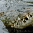 Acumula México 400 ataques de cocodrilos a humanos por invasión a su hábitat