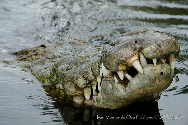 Acumula México 400 ataques de cocodrilos a humanos por invasión a su  hábitat - Evlyn Online